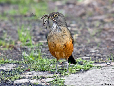 ZORZAL COMÚN (Turdus rufiventris)  - Jardin Botánico-MONTEVIDEO (Agosto 2011)